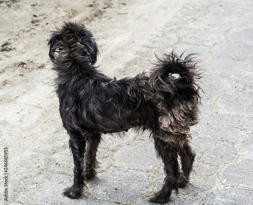 Εκτύπωση καμβά A scruffy stray dog on a paved street looking away from the camera