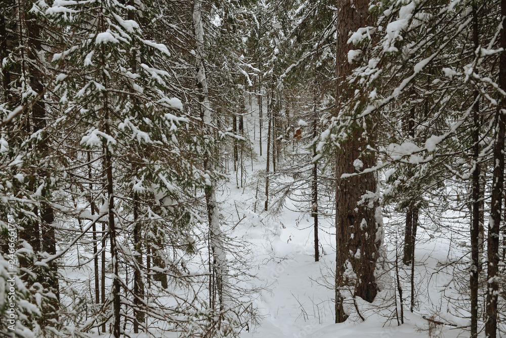 Winter in the wildwood. Winter in the wildwood.