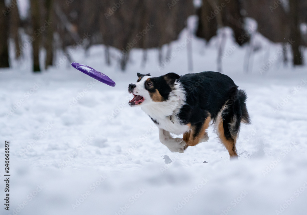 Dog border collie catches purple disc in the snow Dog border collie catches purple disc in the snow