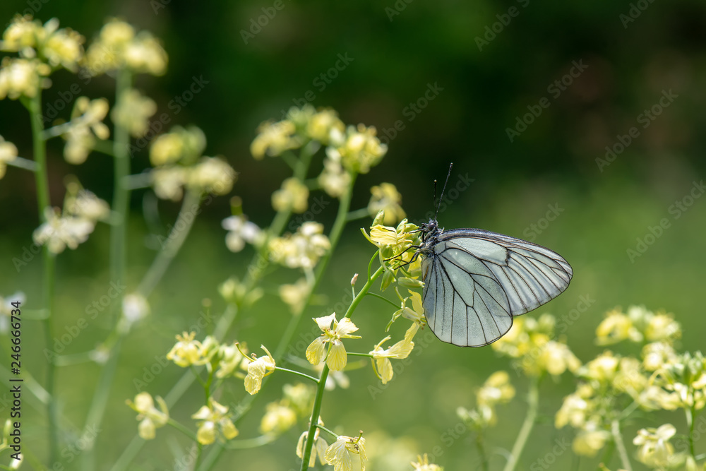 Pieridae / Alıç Kelebeği / Black-veined White / Aporia crataegi Pieridae / Alıç Kelebeği / Black-veined White / Aporia crataegi