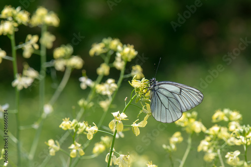 Pieridae / Alıç Kelebeği / Black-veined White / Aporia crataegi