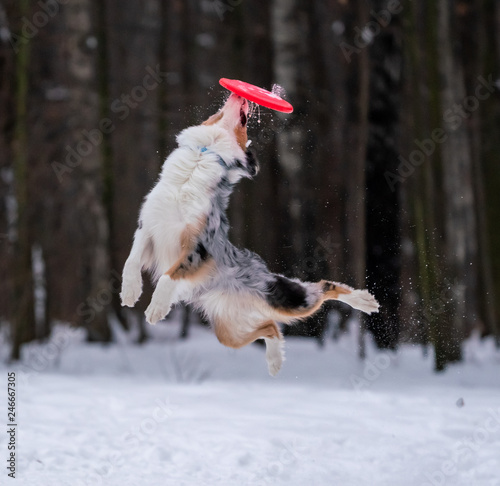 Dog Australian Shepherd catches a yellow disc in the snow