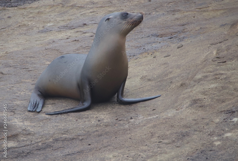 Fototapeta premium Sea Lion on the Beach