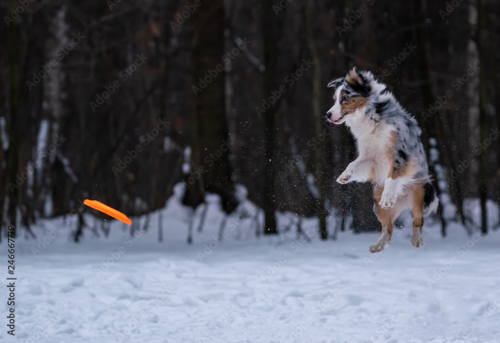 Dog Australian Shepherd catches orange disc in the snow Dog Australian Shepherd catches orange disc in the snow