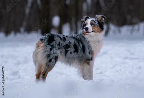 Dog australian shepherd on snow