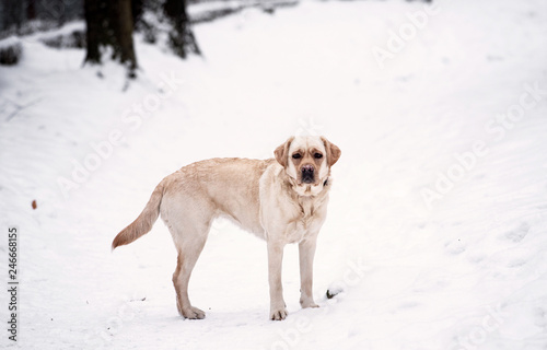 Young labrador in the forest