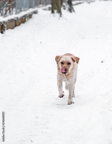 Young labrador in the forest
