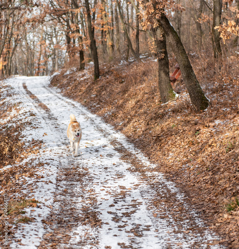 Akita dog in the forest in ...