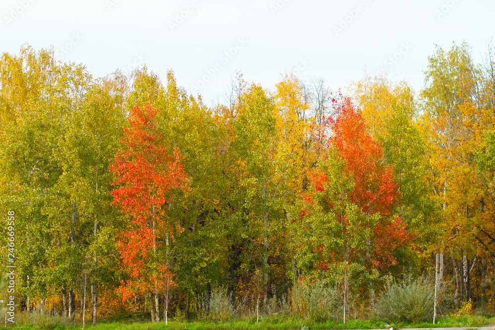 Naklejka premium autumn forest