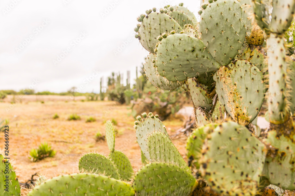 cactus cactus