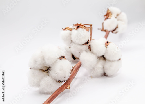 natural cotton flowers on white grey background