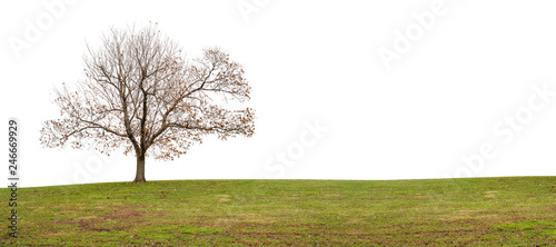 Isolated tree without leaves on white background with green grass lawn in winter. Copy space.
