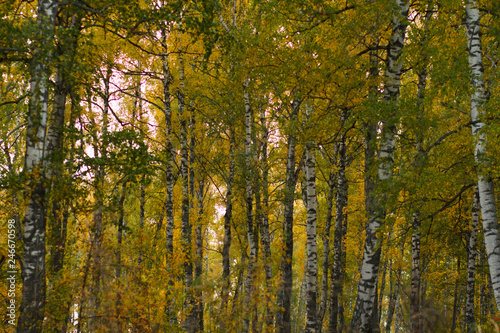 autumn forest