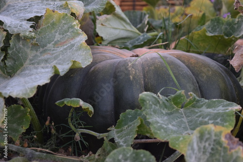 Citrouille