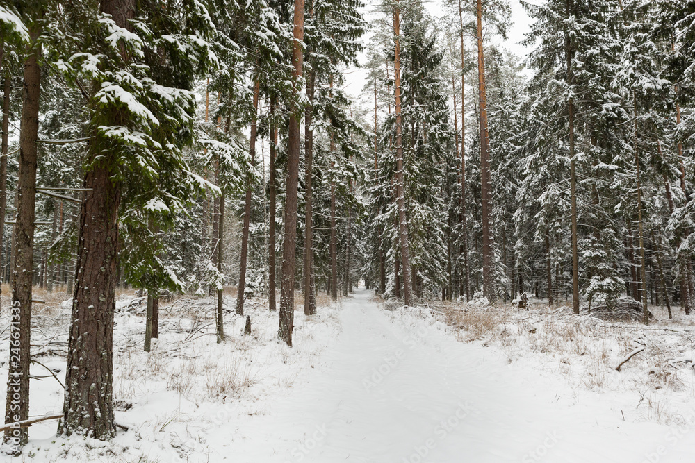 Fototapeta premium winter forest landscape with snow