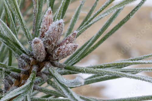 frost on pine needles