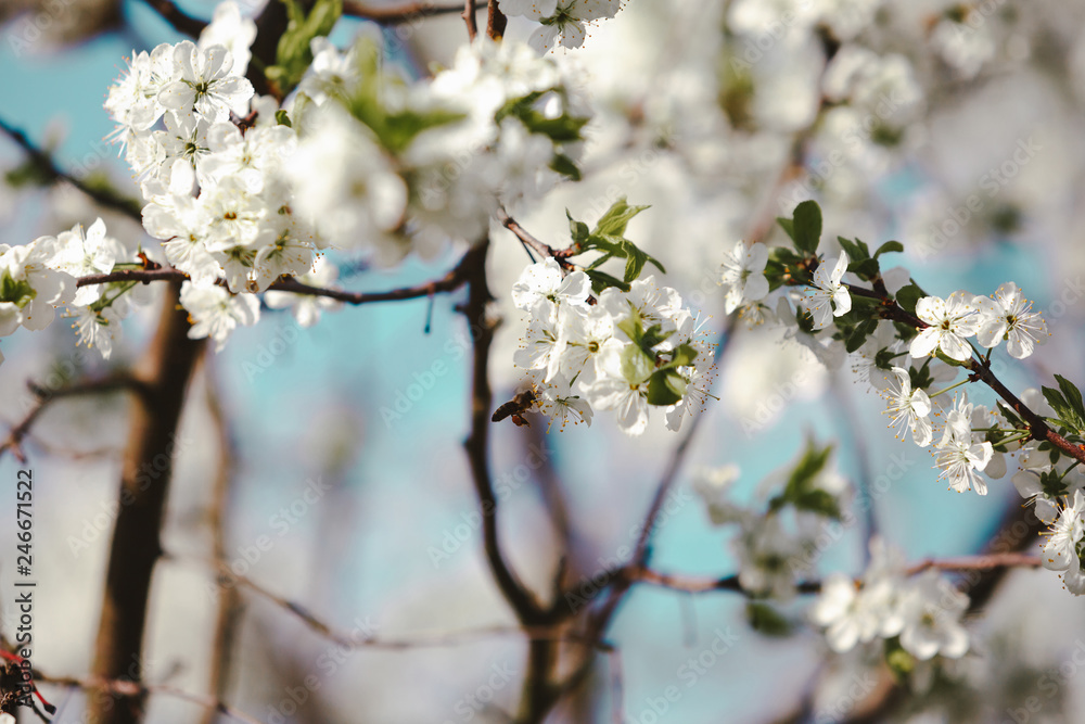 Blooming cherry tree. Blossoming branch of cherry tree against blurred cian sky background. Flying bee. Daylight