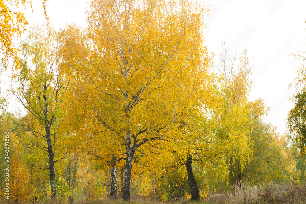 autumn forest autumn forest