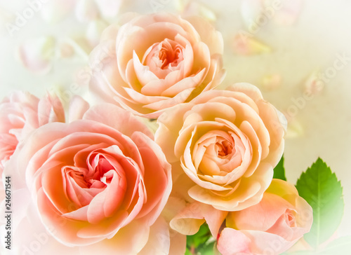 Fototapeta Naklejka Na Ścianę i Meble -  Delicate roses and petals on a white background in the sunlight. Perfect for background greeting card for wedding, birthday, Valentine's Day, Mother's Day.