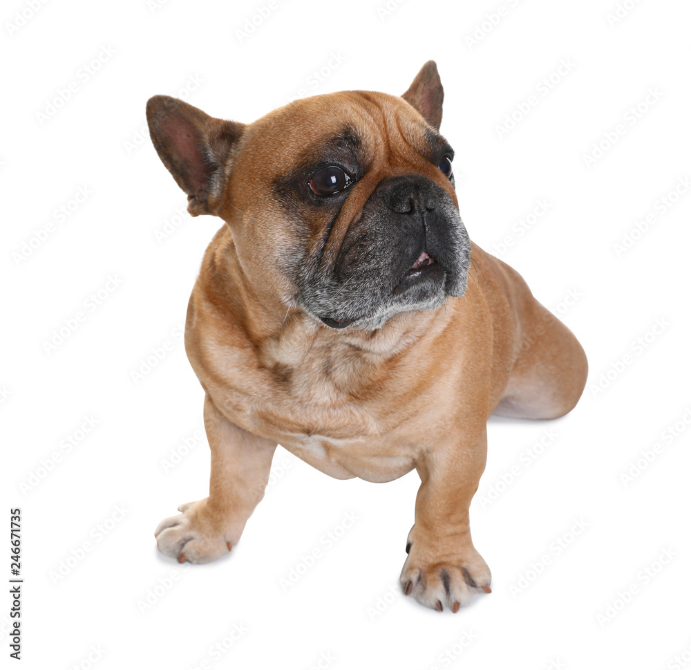 Cute French bulldog on white background. Funny pet