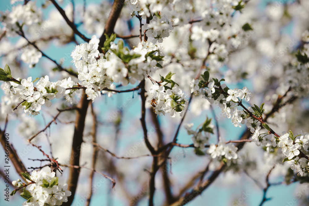 Blooming cherry tree. Blossoming branches of cherry tree against blurred cian sky background. Flying bee. Daylight Blooming cherry tree. Blossoming branches of cherry tree against blurred cian sky background. Flying bee. Daylight