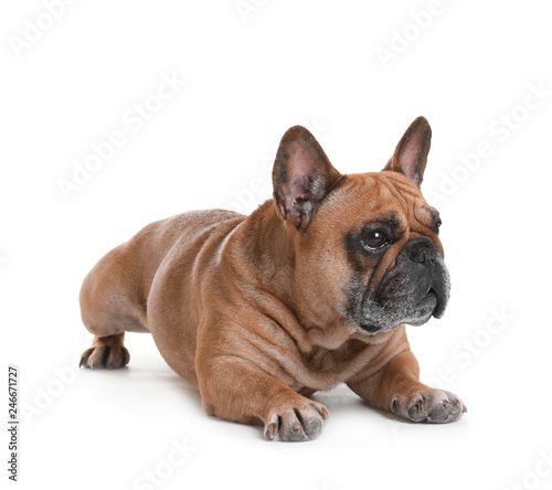 Cute French bulldog on white background. Funny pet