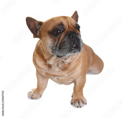 Cute French bulldog on white background. Funny pet