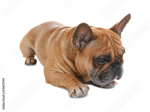 Cute French bulldog on white background. Funny pet © New Africa