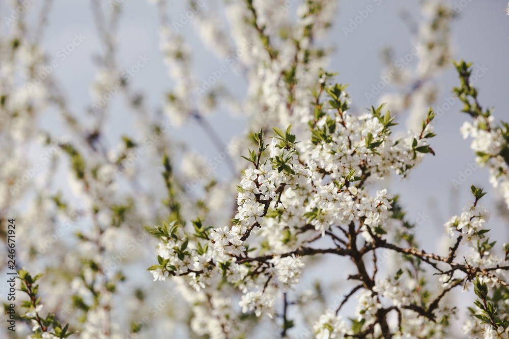 Blooming cherry tree. Blossoming branches of cherry tree against blurred spring garden background Blooming cherry tree. Blossoming branches of cherry tree against blurred spring garden background