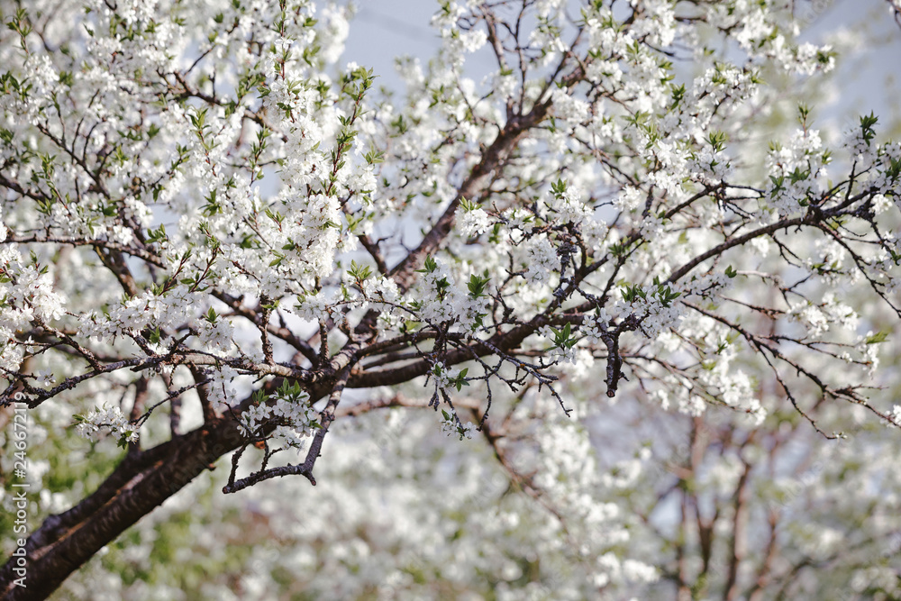 Blooming cherry tree. Flowering branch of the spring tree against the background of the spring garden Blooming cherry tree. Flowering branch of the spring tree against the background of the spring garden
