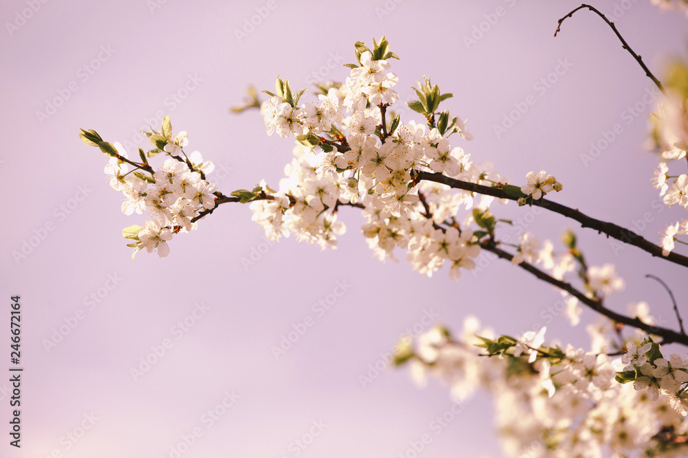 Blooming cherry tree. Lonly blossoming branch of cherry tree against blurred pink background with copyspace Blooming cherry tree. Lonly blossoming branch of cherry tree against blurred pink background with copyspace