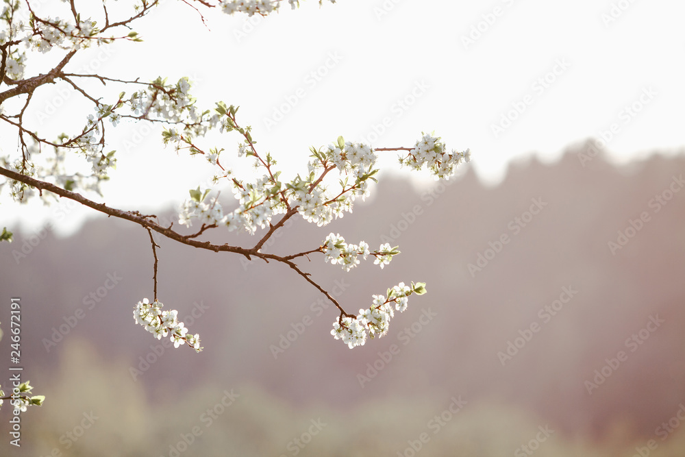 Obraz premium Blooming cherry tree. Lonly blossoming branch of cherry tree against blurred background. Evening light. Illumineted sky