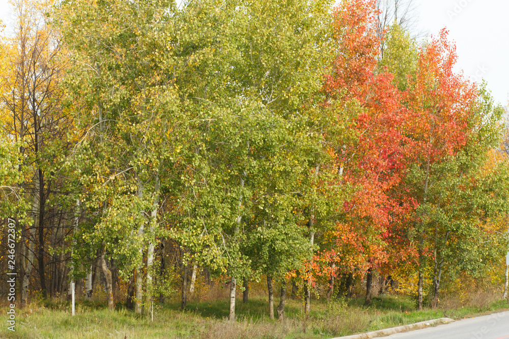Naklejka premium autumn forest