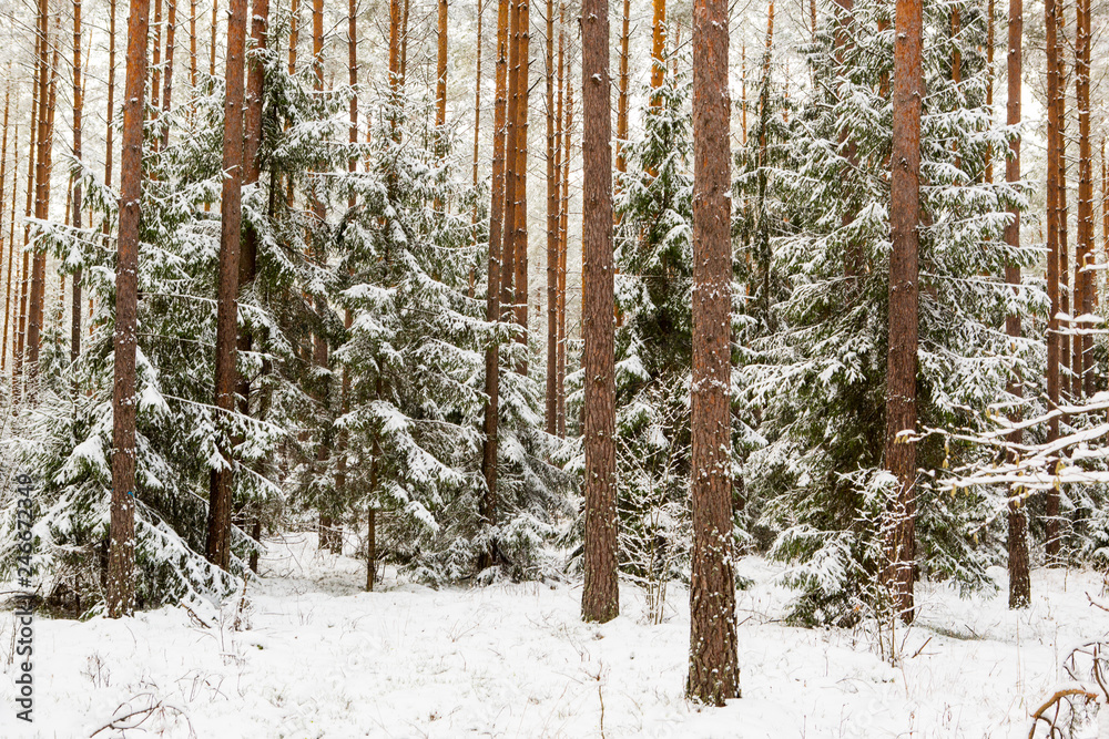 Fototapeta premium winter forest landscape with snow
