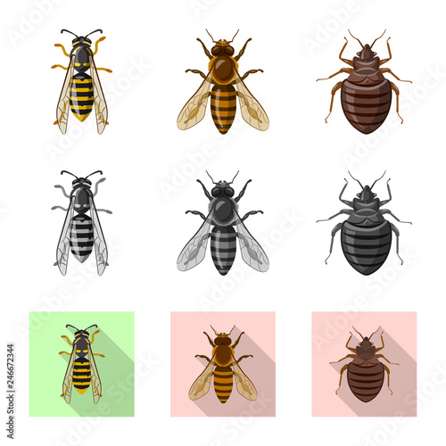 Isolated object of insect and fly logo. Collection of insect and element stock vector illustration.