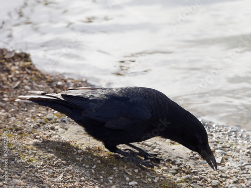 Corneille noire (Corvus corone) photo