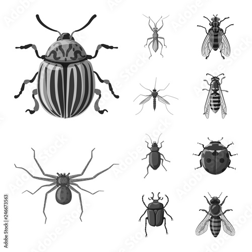 Isolated object of insect and fly sign. Collection of insect and element vector icon for stock. © Svitlana