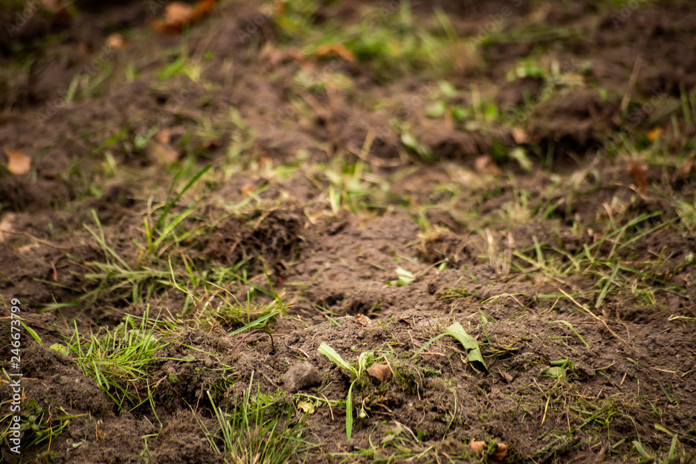 Digging up grass with soil Digging up grass with soil