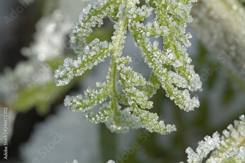 Eiskristalle auf einem grünen Zweig mit Hintergrundunschärfe