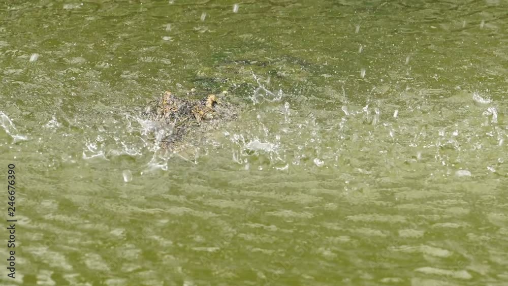 crocodile floating with water drop crocodile floating with water drop