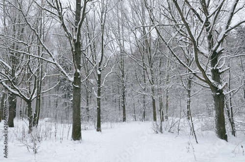 Snowy winter in the forest. © borroko72