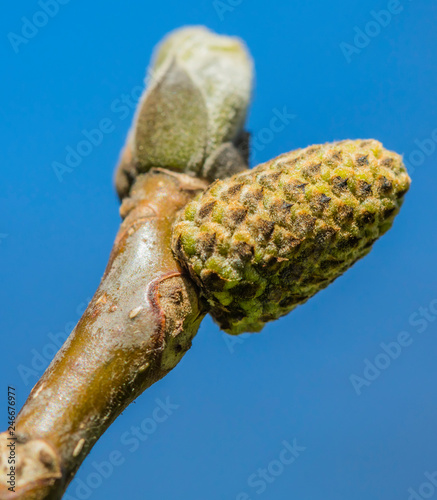 Closeup detailed photo of an end of a branch of a tree in spring with large buds and against a blue sky