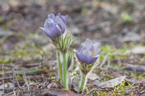 Purple flower close up, Pulsatilla patens, Easter pasqueflower, prairie crocus, and cutleaf anemone in spring forest, selective focus