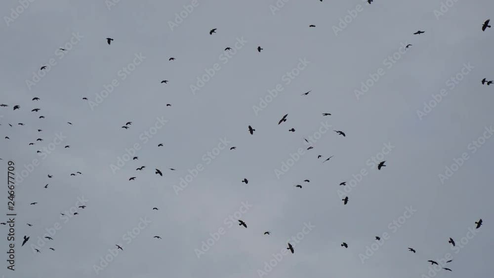 Flying Flocks of birds in the cloudy sky Flying Flocks of birds in the cloudy sky