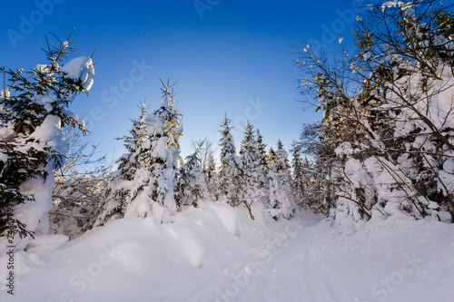 Fototapeta Naklejka Na Ścianę i Meble -  Winter trekking Beskidy mountains Rysianka