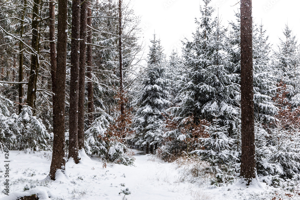 Winter forest. Forest in the snow. Winter forest. Forest in the snow.