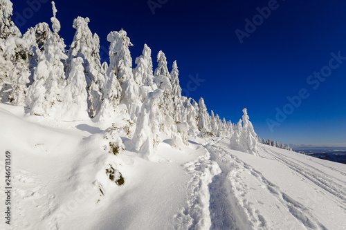Fototapeta Naklejka Na Ścianę i Meble -  Winter trekking Beskidy mountains Rysianka