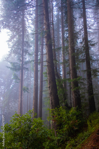 Misty redwood forest and morning light © Joshua