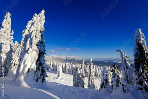 Fototapeta Naklejka Na Ścianę i Meble -  Winter trekking Beskidy mountains Rysianka