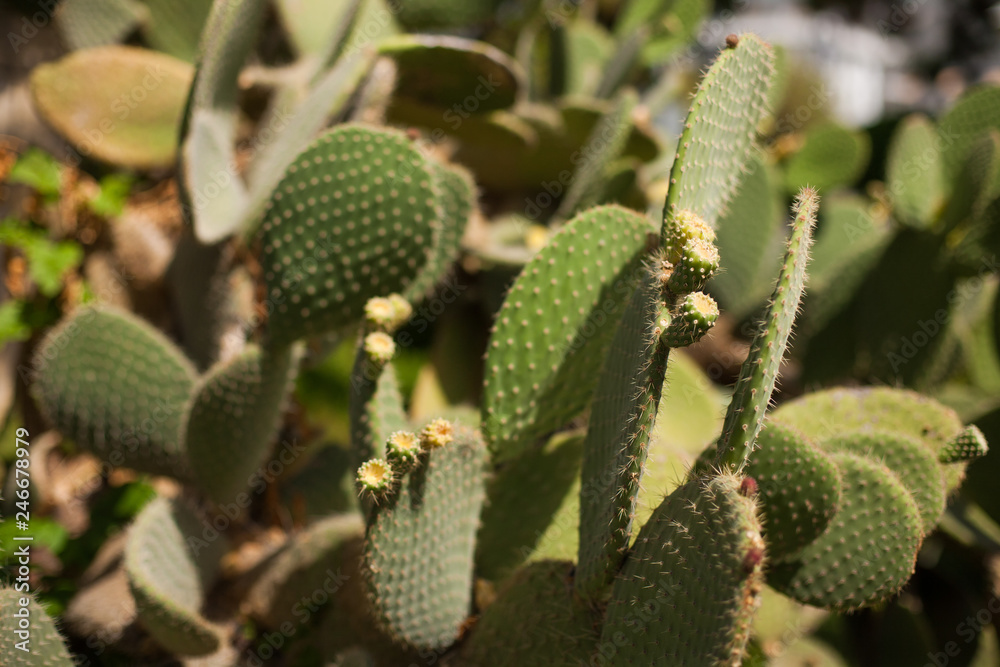 Selective focus close-up top-view shot. cactus in desert, on rock, cactus Nature green background or wallpaper, domestic cactus closeup. cactus plants are green spikey plants often found in deserts. Selective focus close-up top-view shot. cactus in desert, on rock, cactus Nature green background or wallpaper, domestic cactus closeup. cactus plants are green spikey plants often found in deserts.